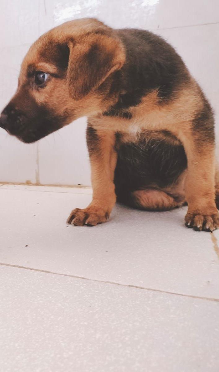 Chocolate, Dog