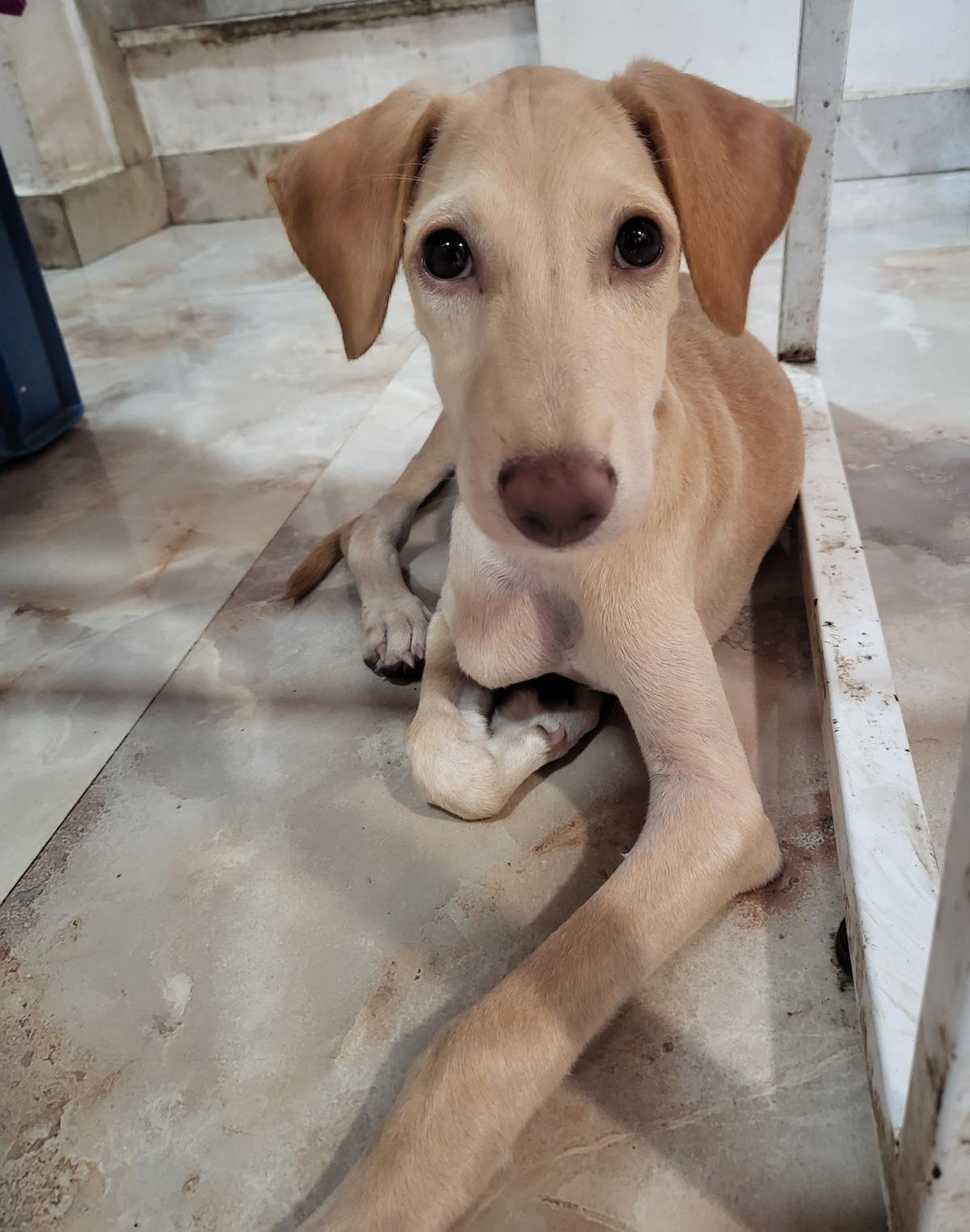 Deliah, Dog