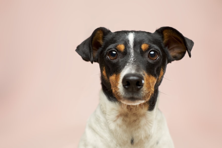 Looking for a home