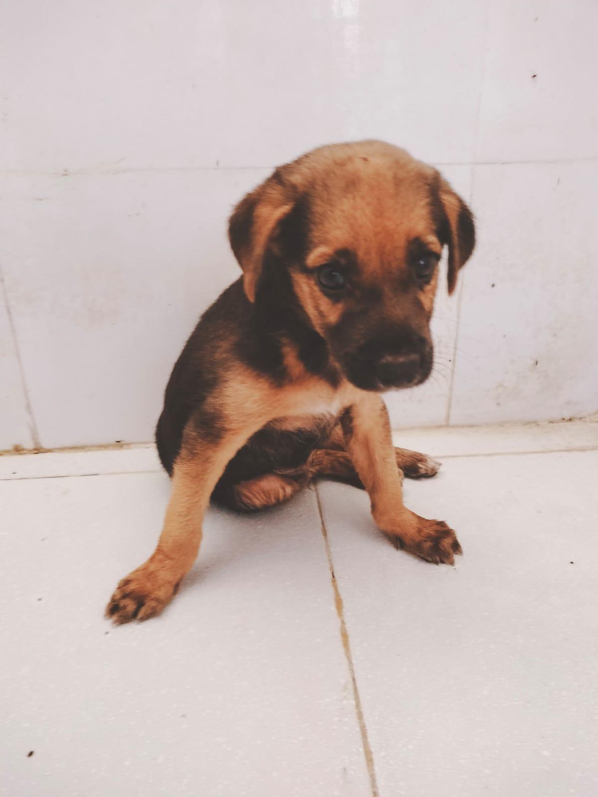 Jack, Dog