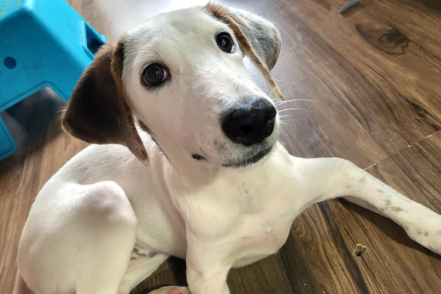 Pepper, Dog