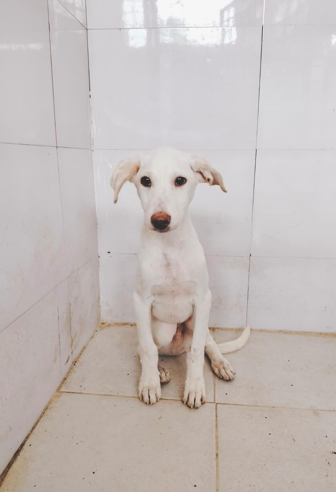 Ragul, Dog